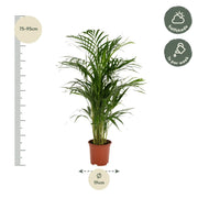 Areca palm - Ø19cm - ↕85cm Everspring