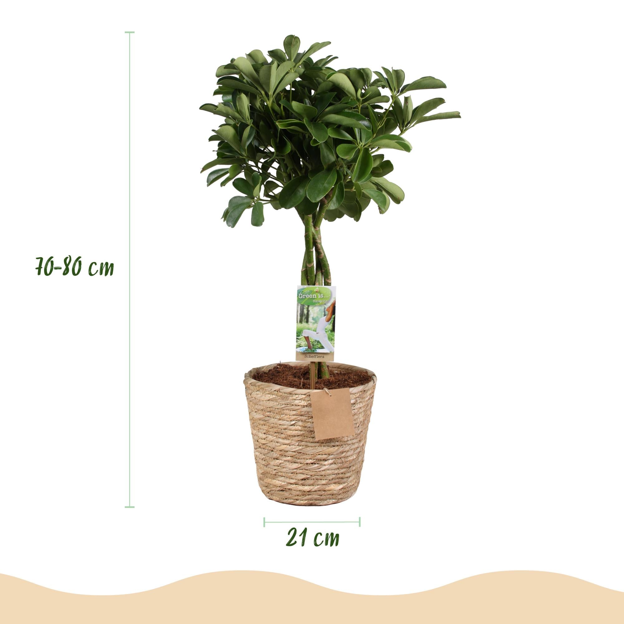 Schefflera Nora (Vingerboom) - Met Mand
