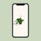 Scindapsus (Epipremnum) Everspring