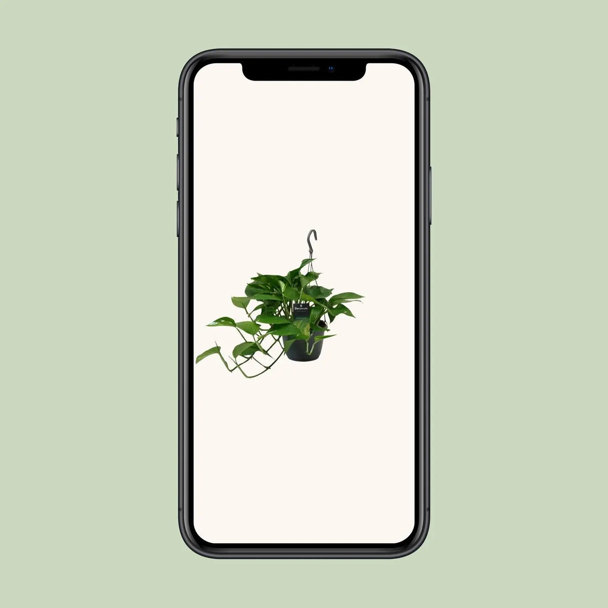 Scindapsus (Epipremnum) Everspring
