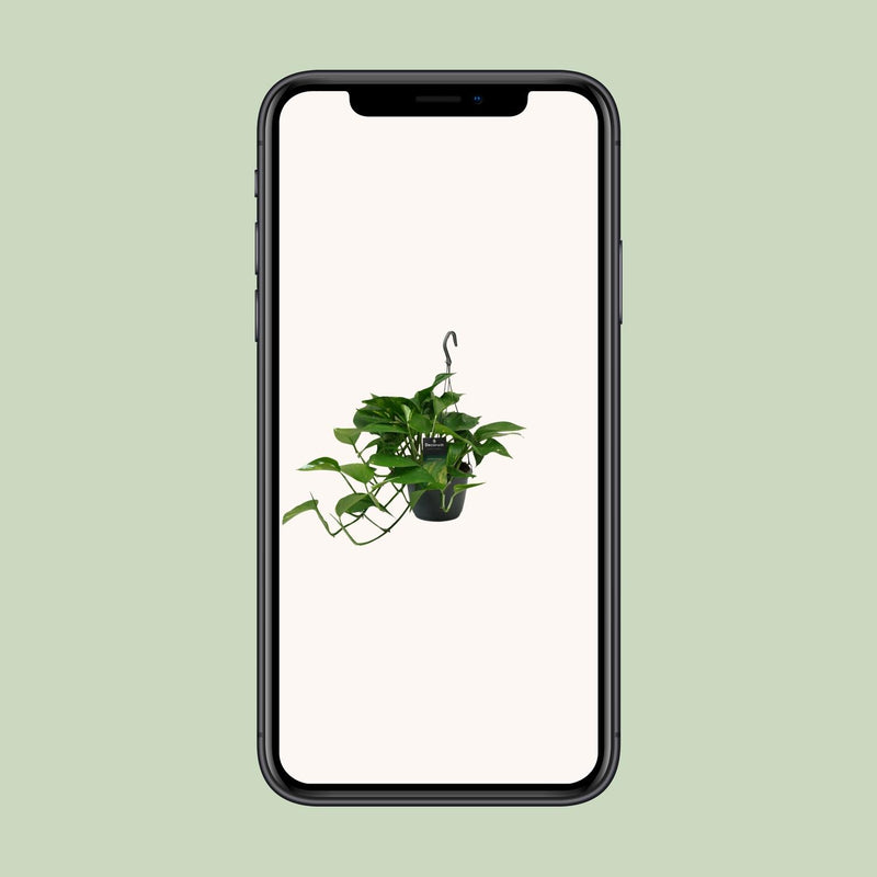 Scindapsus (Epipremnum)