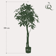 Pachira Aquatica Kunstplant (Geldboom)