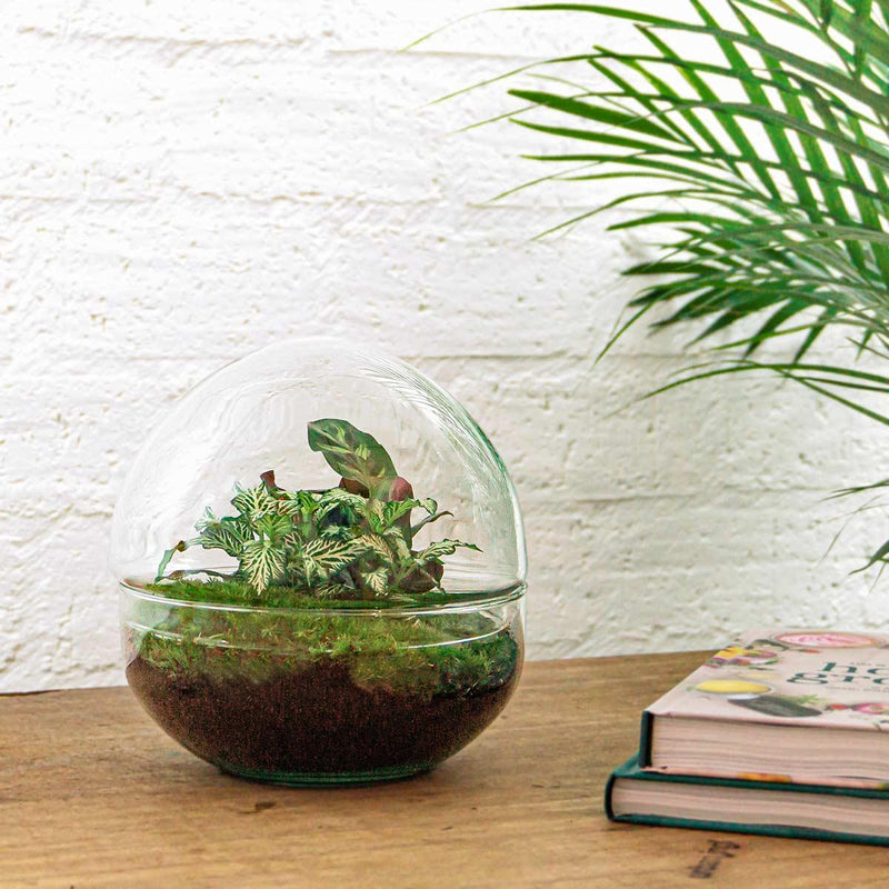 Dome Terrarium