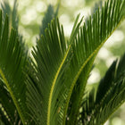Cycas revoluta (Palmvaren)