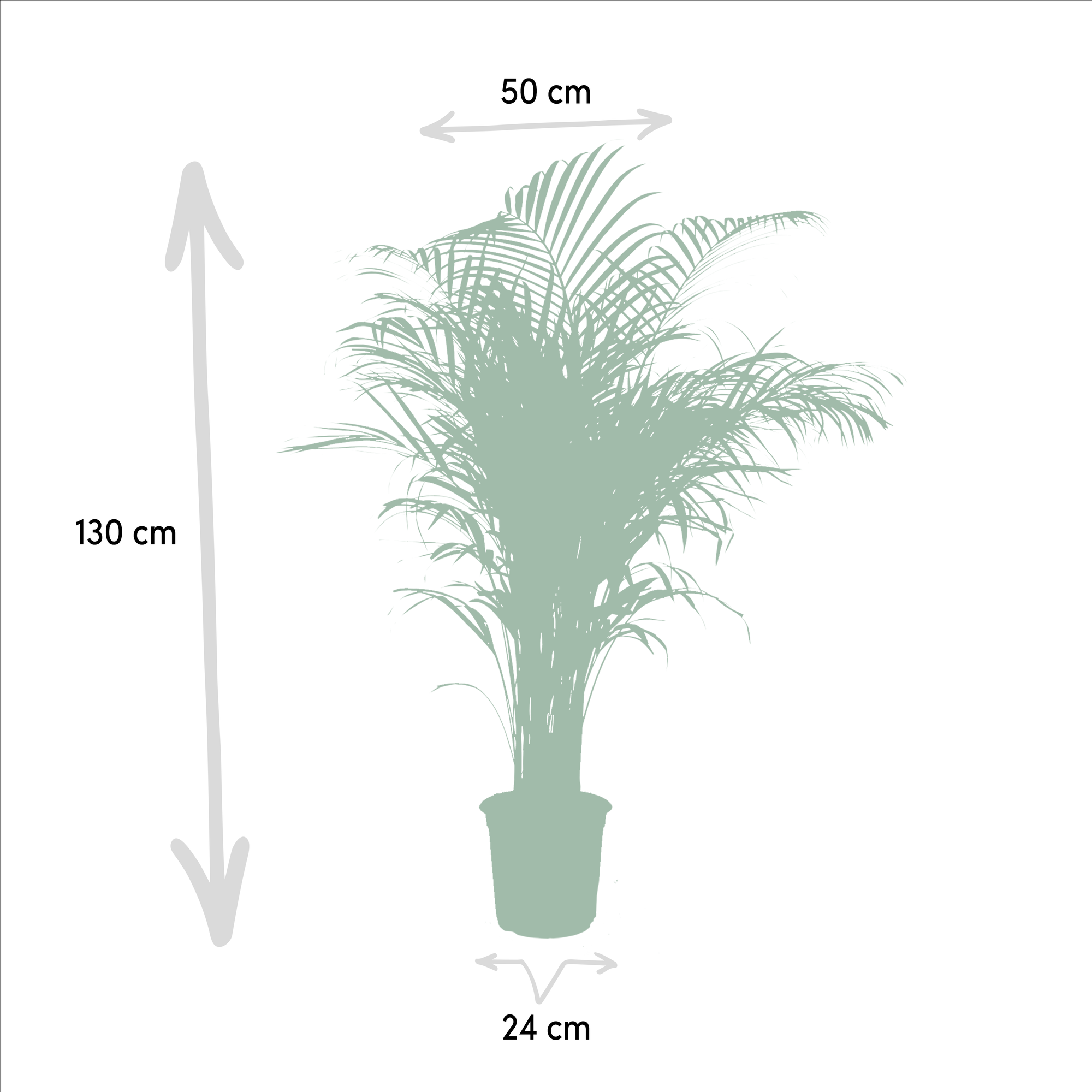 Areca palm