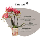 Kolibri Orchids Phalaenopsis Congo Rood