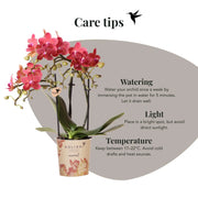 Kolibri Orchids Phalaenopsis Congo Rood Everspring