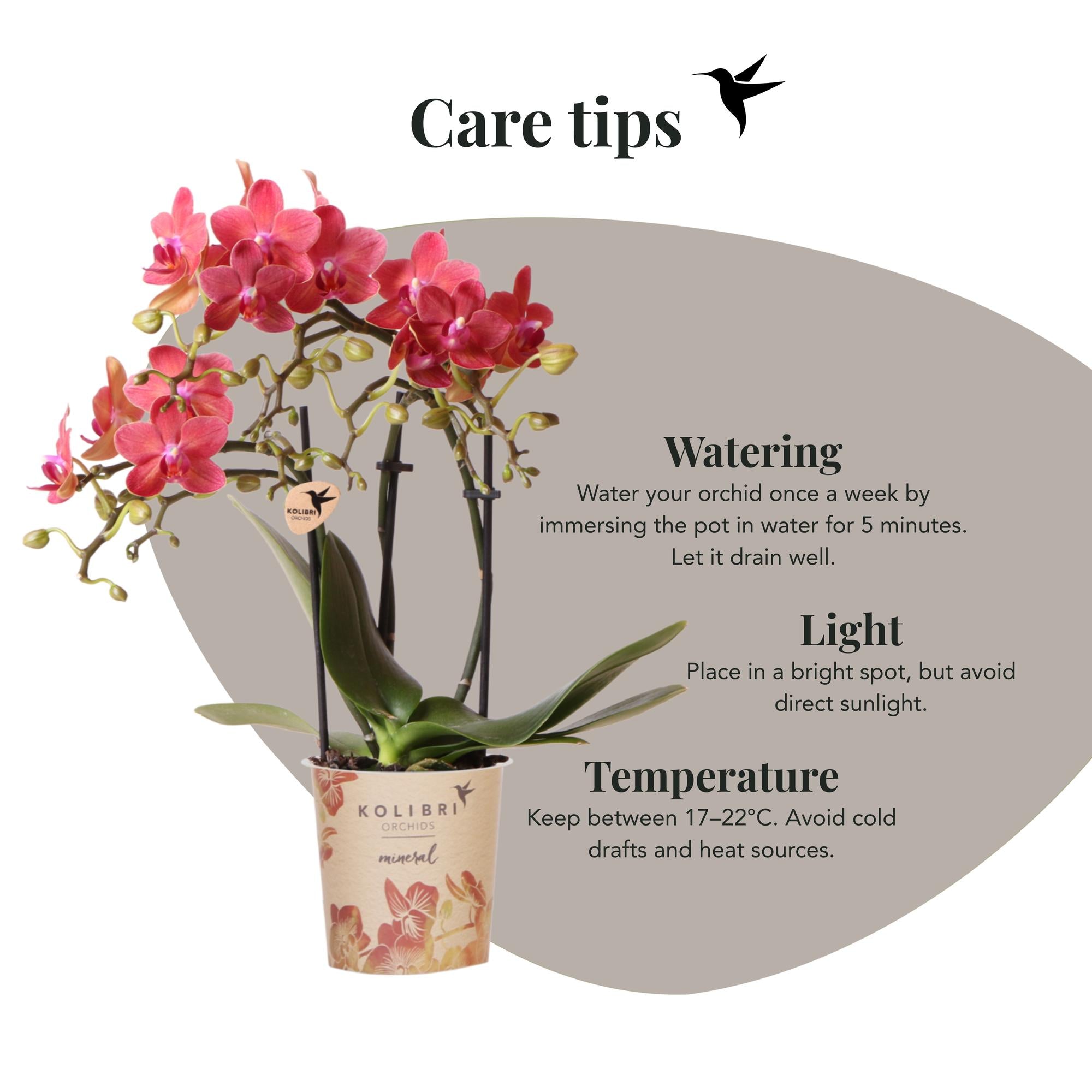 Kolibri Orchids Phalaenopsis Congo Rood