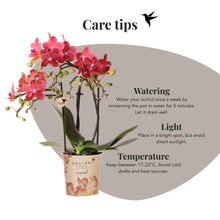 Kolibri Orchids Phalaenopsis Congo Rood