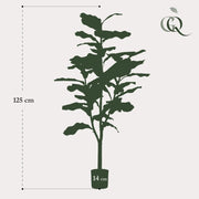 Ficus Lyrata Kunstplant (Tabaksplant) Everspring