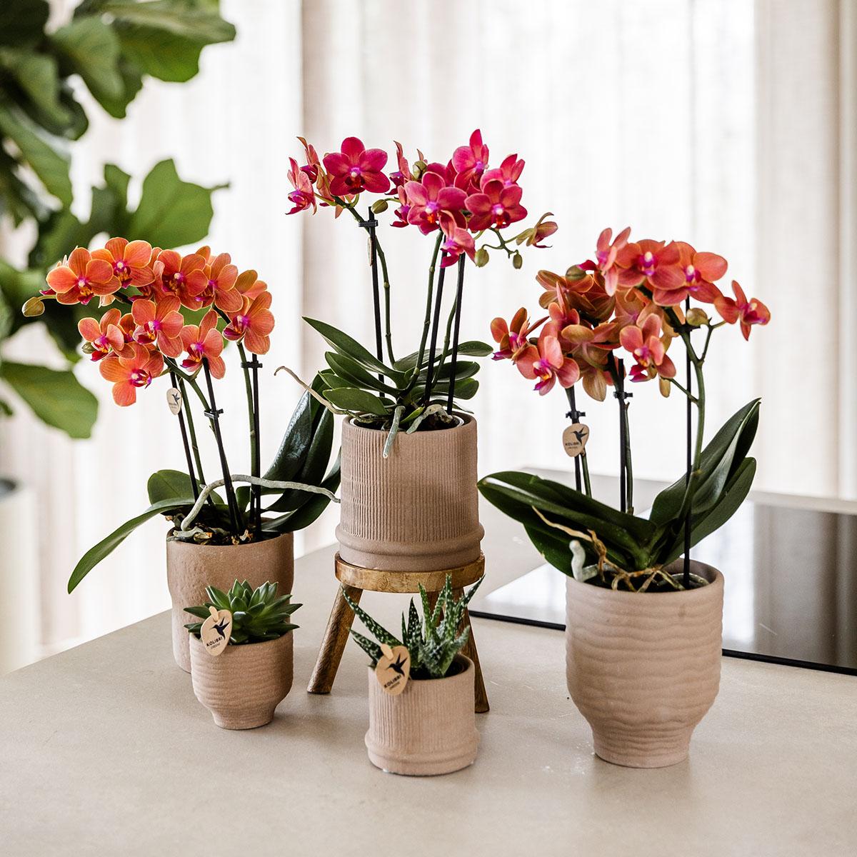 Kolibri Orchids Phalaenopsis Congo Rood