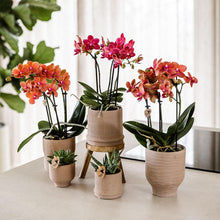 Kolibri Orchids Phalaenopsis Congo Rood