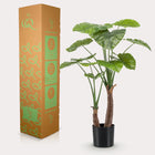 Alocasia Kunstplant (Olifantsoor) Everspring
