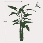 Alocasia kunstplant (Olifantsoor) Everspring