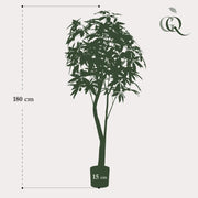 Pachira Aquatica Kunstplant (Geldboom) Everspring