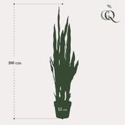 Sansevieria Trifasciata Kunstplant (Vrouwentong)