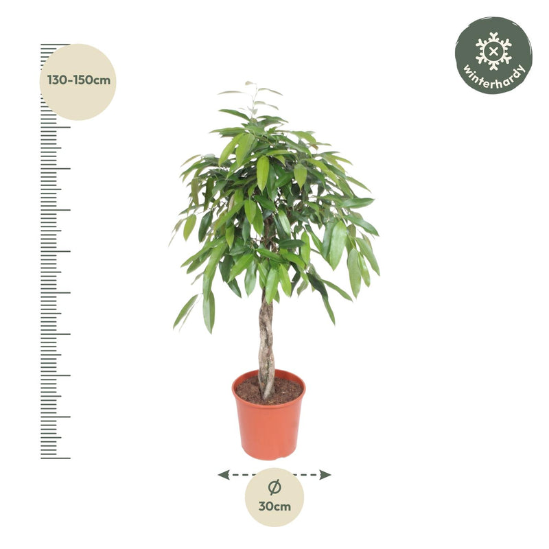 Ficus Amstel King gevlochten stam