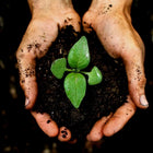 Culvita – Biologische Veenvrije Potgrond Everspring