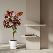 Ficus Elastica Belize op stam Everspring
