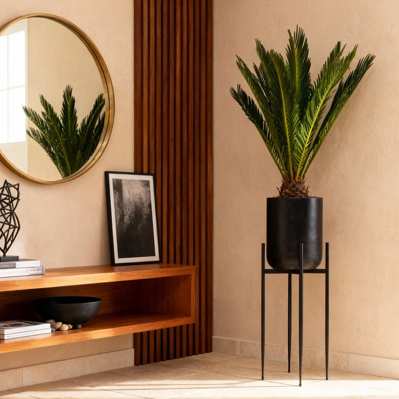 Cycas revoluta (Palmvaren)