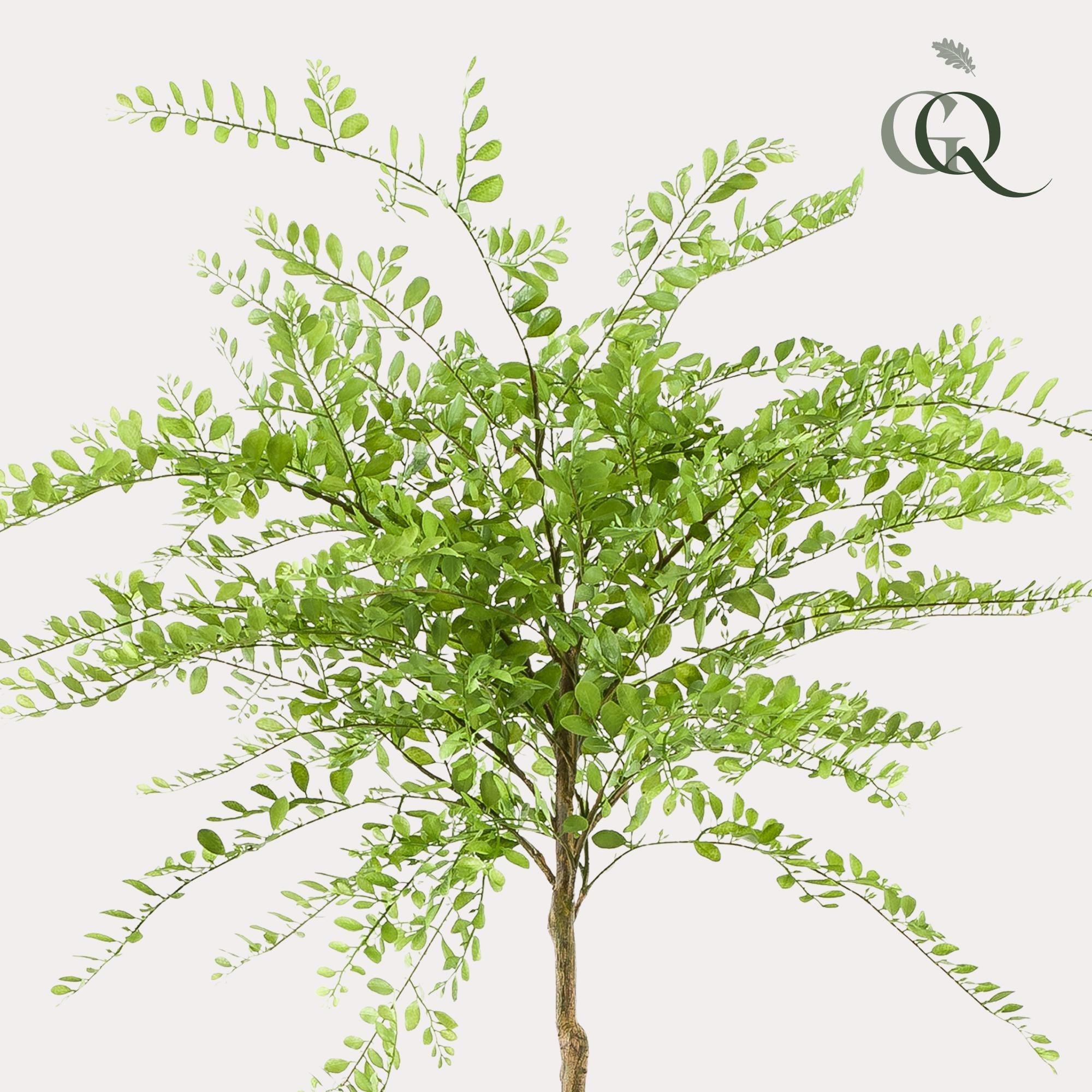 Sophora Tree Kunstplant (Honingboom)