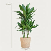 Dracaena Janet Lindt – Inclusief Zeegras Mand Naturel Everspring