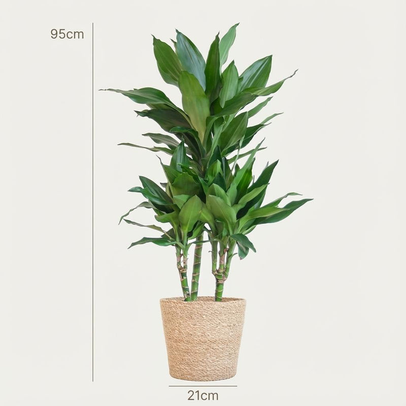 Dracaena Janet Lindt – Inclusief Zeegras Mand Naturel