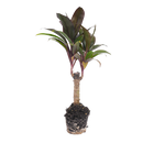 Cordyline fruticosa 'Purple Compacta'