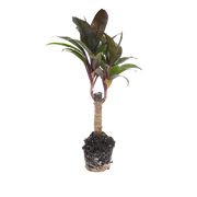 Cordyline fruticosa 'Purple Compacta' Everspring