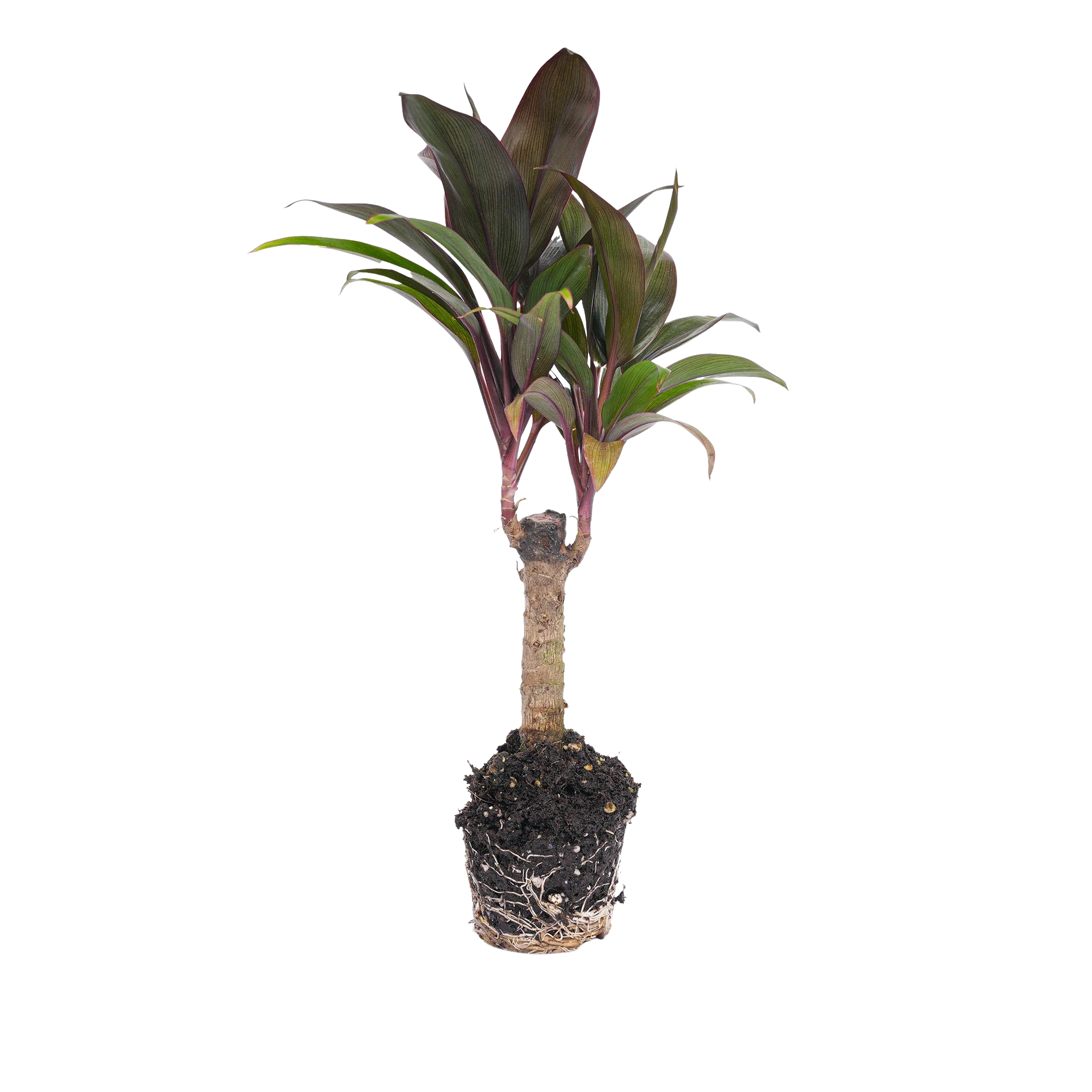 Cordyline fruticosa 'Purple Compacta'