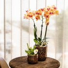 Kolibri Orchids Oranje Phalaenopsis Jamaica