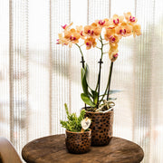 Kolibri Orchids Oranje Phalaenopsis Jamaica