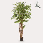 Ficus Liana Kunstplant (Vioolbladplant)