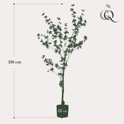 Kunst Tropaeolum Speciosum (Oost-Indische Kers)