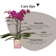 Kolibri Orchids Paarse Phalaenopsis Morelia