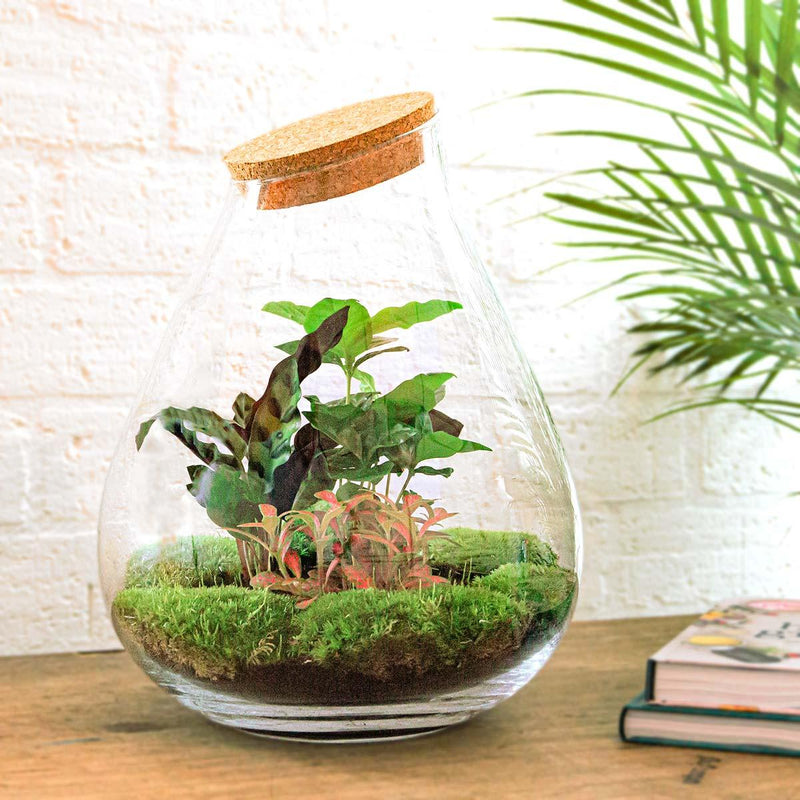 Drop XL Rood Terrarium