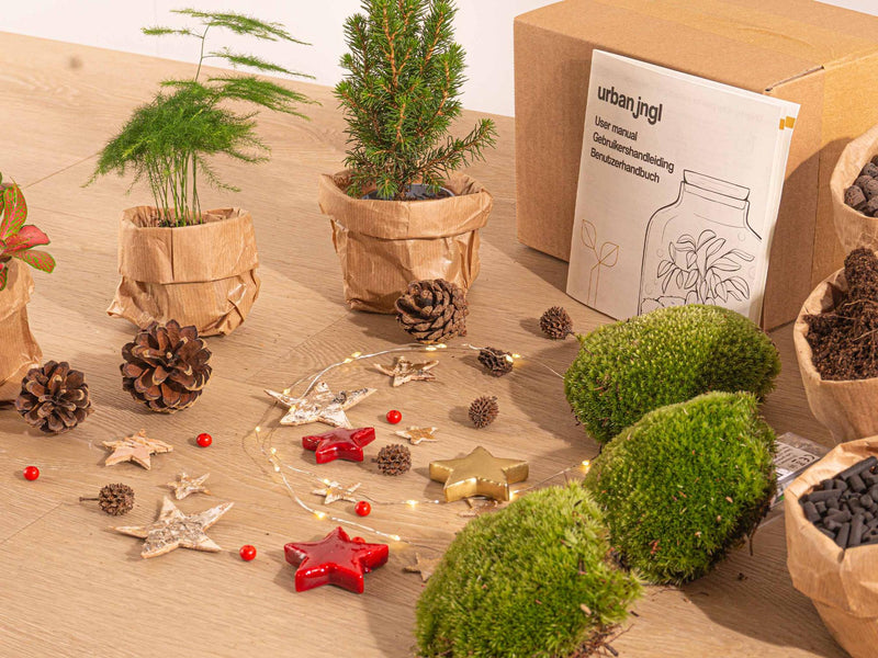 DIY Kerst Terrarium Startpakket – Mini Kerstboom