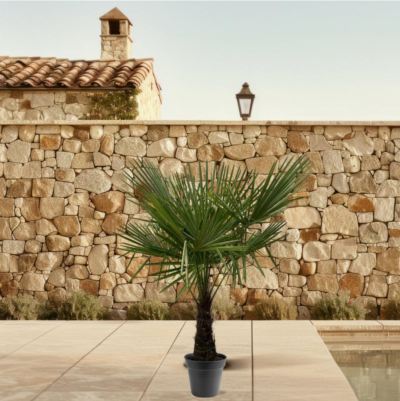 Trachycarpus Fortuneii