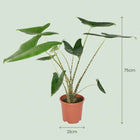 Alocasia Zebrina (Olifantsoor) Everspring
