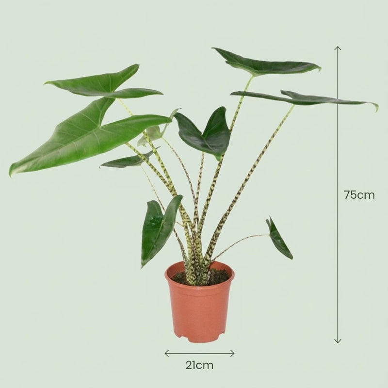 Alocasia Zebrina (Olifantsoor)
