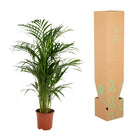 Areca palm - Ø19cm - ↕85cm Everspring
