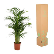 Areca palm - Ø19cm - ↕85cm Everspring
