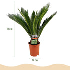 Cycas revoluta (Palmvaren)