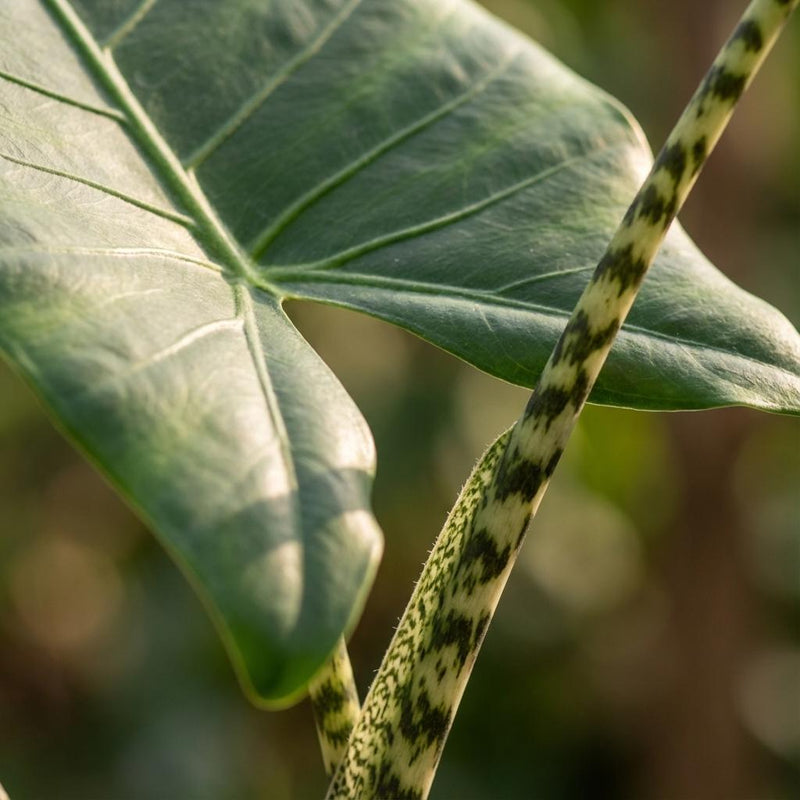 Alocasia Zebrina (Olifantsoor)