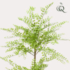 Sophora Tree Kunstplant (Honingboom)