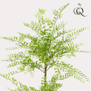 Sophora Tree Kunstplant (Honingboom)