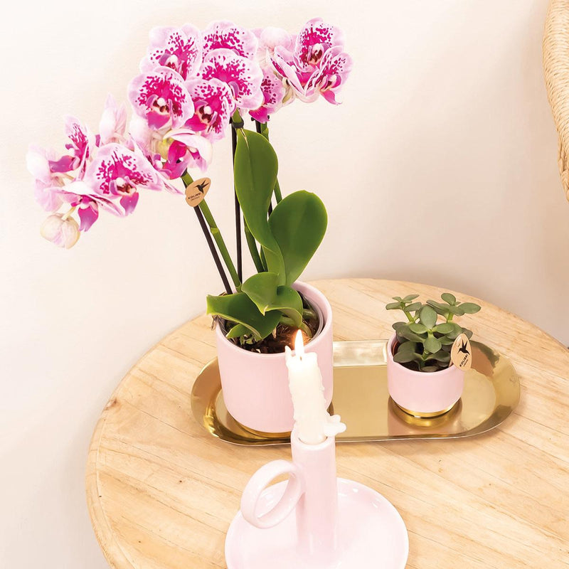 Kolibri Orchids Phalaenopsis El Salvador