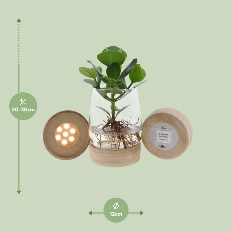 Clusia in Kingston Glas + LED