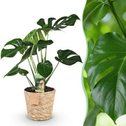 Monstera Deliciosa (Gatenplant) – Inclusief Mand