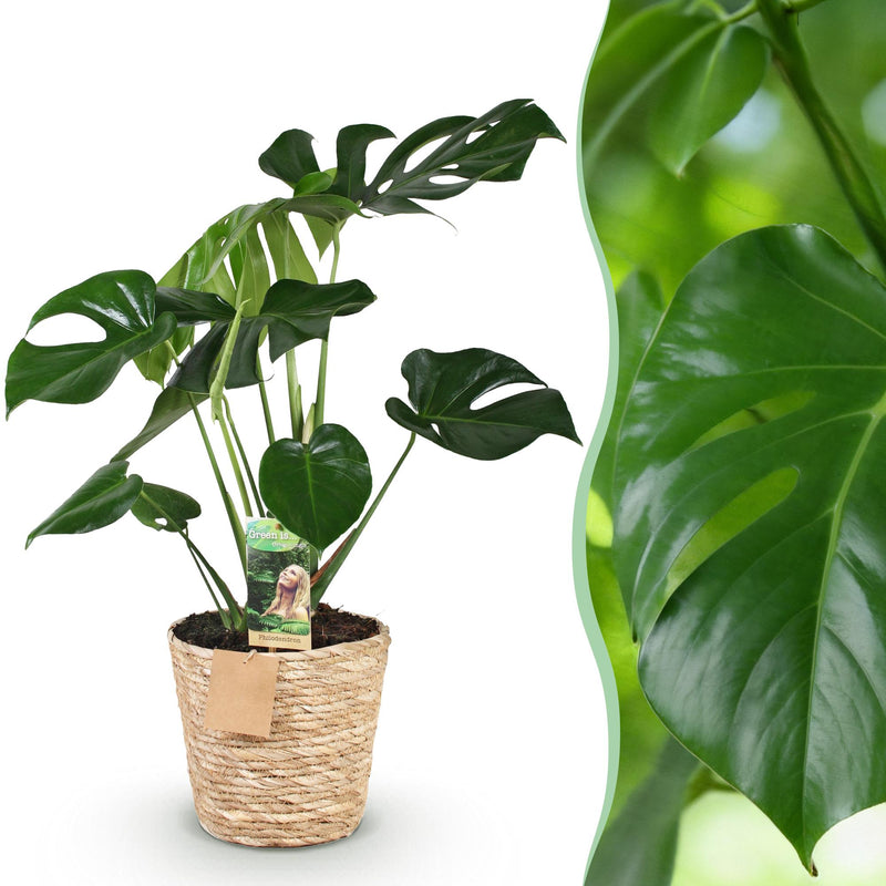 Monstera Deliciosa (Gatenplant) – Inclusief Mand